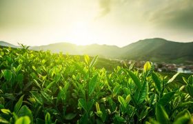 题目：湖北<a href='https://www.sdsygh.com/'>鱼蛋白肥</a>*新相关信息