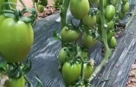 湖北<a href='https://www.sdsygh.com/'>大豆蛋白肥</a>科普：了解它的营养价值与使用方法