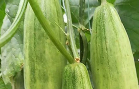 贵州<a href='https://www.sdsygh.com/'>叶面肥</a>分类及应用研究