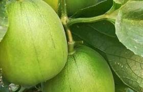 <a href='https://www.sdsygh.com/'>聚谷氨酸养根生根肥</a>视频：助农轻松提高产量