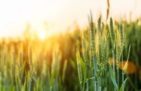 畅享丰收，谈城世源光合：专注高品质大量元素<a href='https://www.sdsygh.com/'>水溶肥</a>