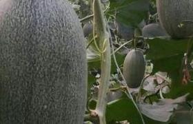 黑龙江<a href='https://www.sdsygh.com/'>叶面肥</a>种类及特点分析