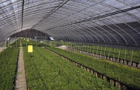 聚谷氨酸：如何激发植物生长潜力？