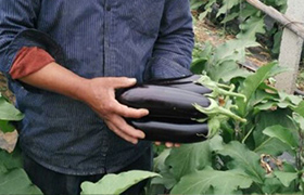 <a href='https://www.sdsygh.com/'>大豆蛋白肥</a>百科：了解<a href='https://www.sdsygh.com/'>大豆蛋白肥</a>料的知识